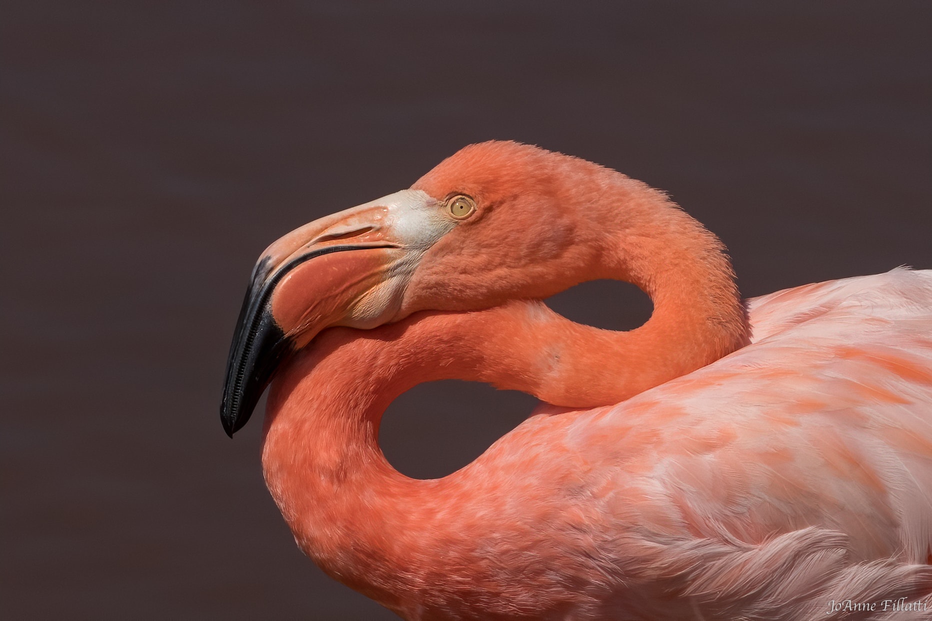 bird of galapagos image 4